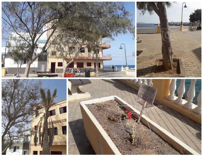 Estado de los árboles y parterres/TA.